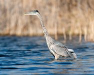 GBH-346.jpg