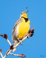 Meadowlark-307.jpg