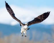 OspreyFlight-307.jpg