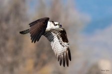 OspreyFlight-303.jpg