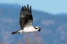OspreyFlight-300.jpg