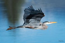 GBH-347.jpg