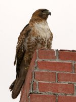 Hawk.jpg