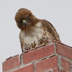 Hawk9.jpg