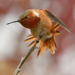 Hummer7.jpg