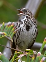 Sparrow.jpg