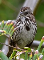 Sparrow2.jpg