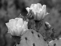 CactusBW.jpg