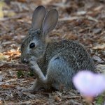 Rabbit.jpg