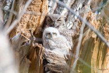 MadisonOwls-305.jpg