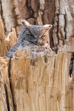 MadisonOwls-302.jpg