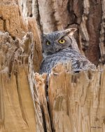 MadisonOwls-303.jpg