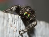 Spider.jpg