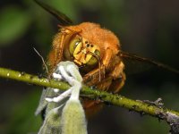 Bee2.jpg