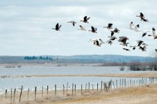 sm snowgeese flock-0001-migrating geese-0005-DSC_3002.jpg