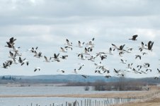 sm snowgeese flock-0002-migrating geese-0006-DSC_3005.jpg