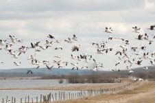 sm snowgeese flock-0003-migrating geese-0007-DSC_3006.jpg