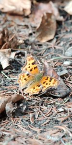 smbutterfly-0001-Kerry Wood Nature Preserve Red Deer -0021-DSC_3213.jpg