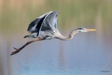GBHFlight-333.jpg