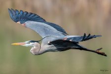 GBHFlight-341.jpg