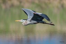 GBHFlight-342.jpg