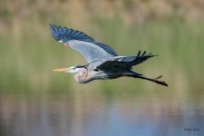 GBHFlight-343.jpg
