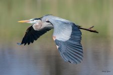 GBHFlight-344.jpg