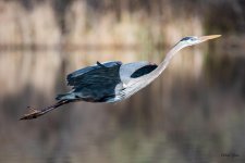 GBHFlight-348.jpg