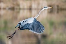 GBHFlight-349.jpg