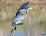 GBHFlight-350.jpg