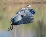 GBHFlight-351.jpg