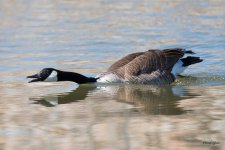 Goose-366.jpg