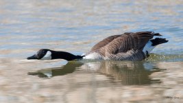Goose-367.jpg