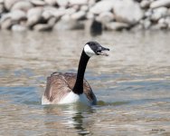 Goose-368.jpg