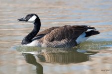Goose-365.jpg