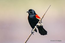 D73_1577-Edit.jpg