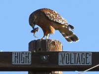 Hawk2.jpg