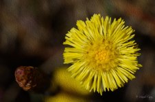 DSC_2619-Modifier.jpg