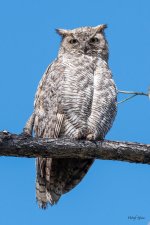 MadisonOwls-315.jpg