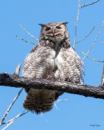 MadisonOwls-316.jpg