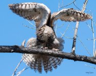MadisonOwls-317.jpg