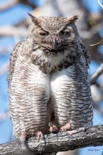 MadisonOwls-319.jpg