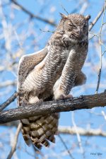 MadisonOwls-321.jpg