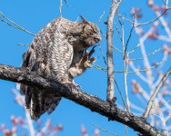 MadisonOwls-323.jpg