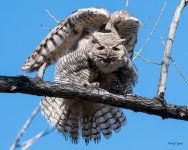 MadisonOwls-318.jpg