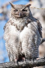 MadisonOwls-320.jpg