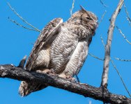 MadisonOwls-322.jpg