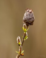 DSC_2661.jpg