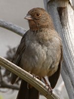 Towhee.jpg