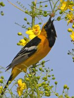 Oriole_2018_05_06.jpg